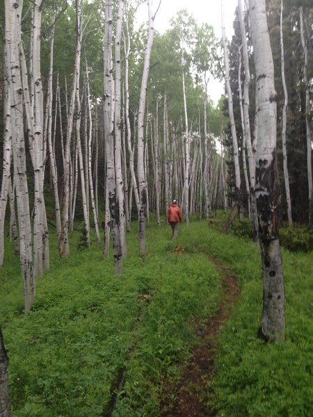 Rainy day in the aspens.