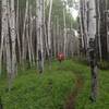 Rainy day in the aspens.