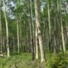 Aspens along the Deep Creek Trail.