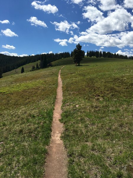 Long section of singletrack traversing on the Great Escape.