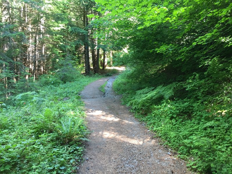 Beginning of June Lake Trail.