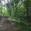 Forest on the Prairie View Nature Trail.