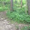 Forested section of Prairie View Nature Trail.