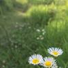 Prairie fleabane on the Prairie View Nature Trail.