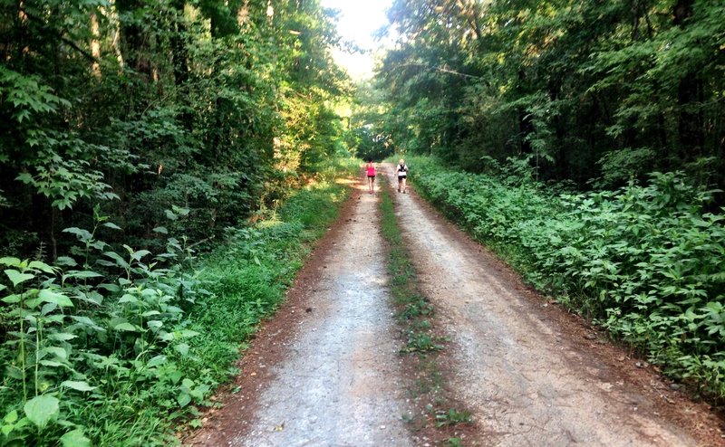 Along the Swamp Loop.