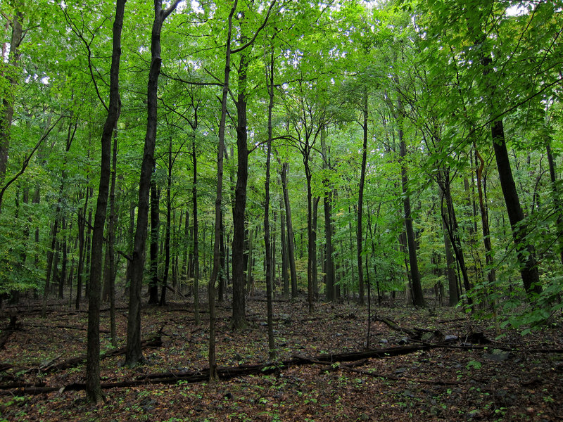 Forest in Sourland Mountain Preserve.