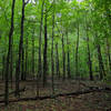 Forest in Sourland Mountain Preserve.