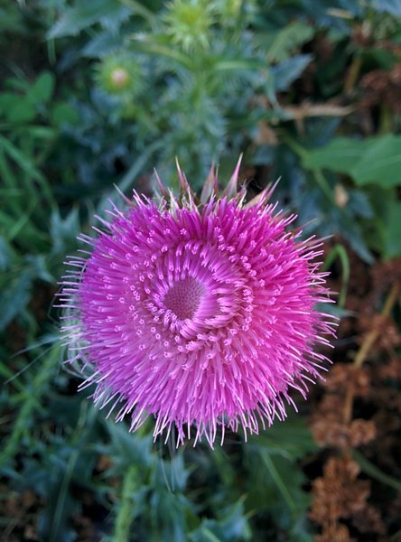 Thistle along trail.