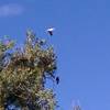 Migrating pelican and Swansons Hawk.