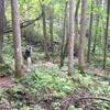 Taking a water break shortly after the steep Coon Den Falls Trail intersects the Appalachian Trail.