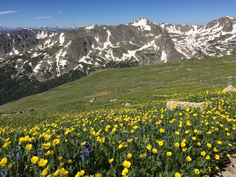 Epic summer flowers.