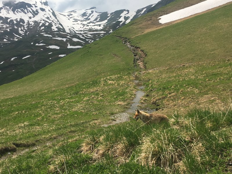 A wild fox crossing the Bachsee Trail.