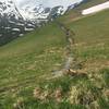 A wild fox crossing the Bachsee Trail.