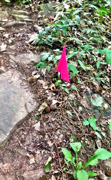 Flags marking the trail from Alum Cave to Buzzard Falls.