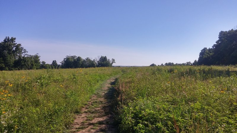 The trail going through the wildflowers in the grasslands.