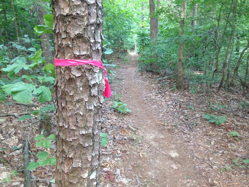 Main trail is marked with pink ribbon.