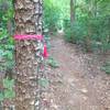 Main trail is marked with pink ribbon.