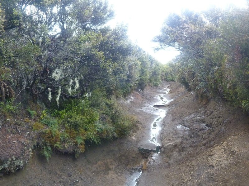 Pretty standard section of rough trail between Waihohonu and Tama Saddle