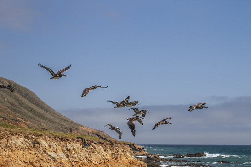 Harmony Headland flight.