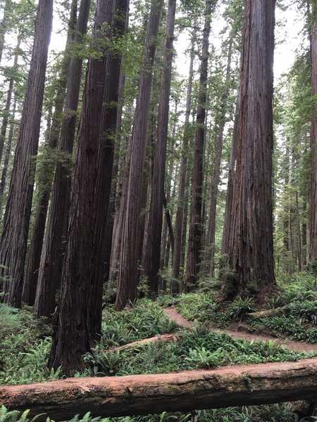 Boy Scout Tree Trail on Jul 16, 2016.