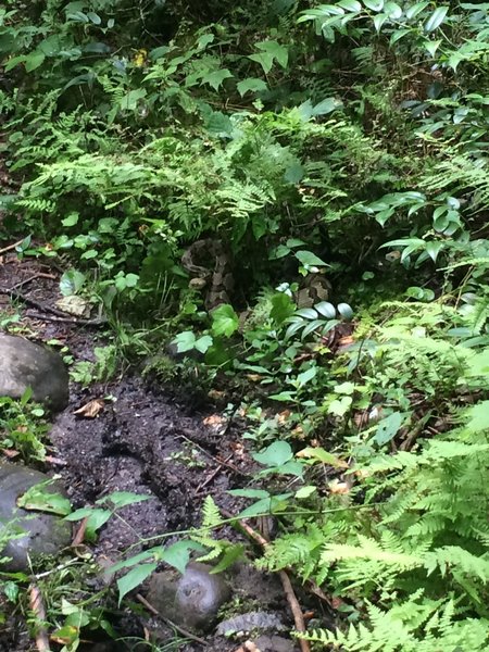 My boot prints tell you I was way too close. In fact I stepped on him. Just past camp 54. The grass is tall so watch out!