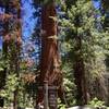 Big trees trail sign to the left of the museum.