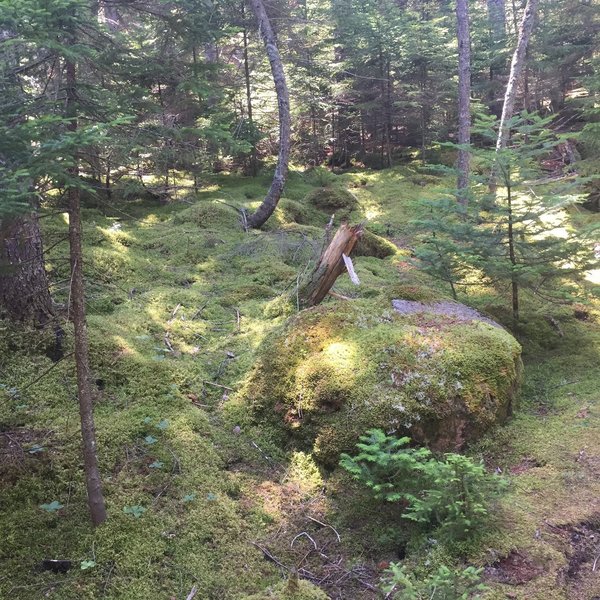 Moss on Bubble Pond to Jordan Pond Trail.