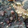 Barnacles at Rodeo Beach.