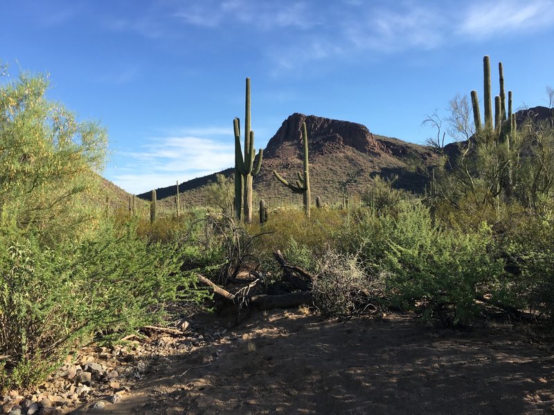 Panther Peak is just beyond the unnamed peak in the center of the photo.