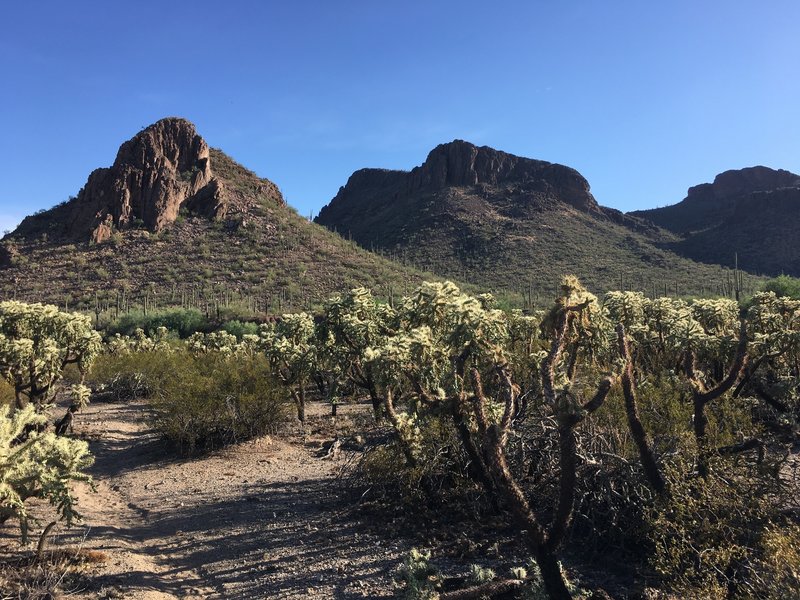 Take in the great views from the Roadrunner trail, but watch out for chollas on the north end of the trail.