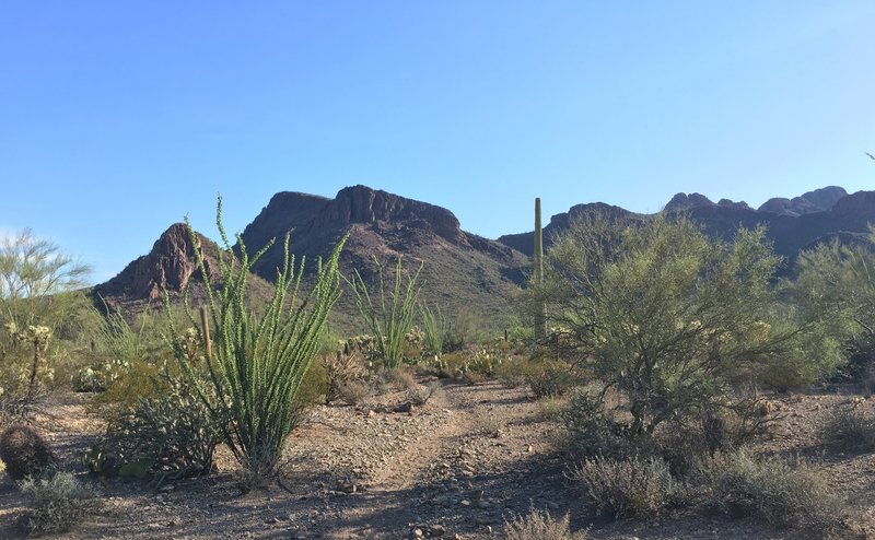 View looking north at Panther Peak from the Roadrunner trail.