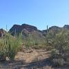 View looking north at Panther Peak from the Roadrunner trail.