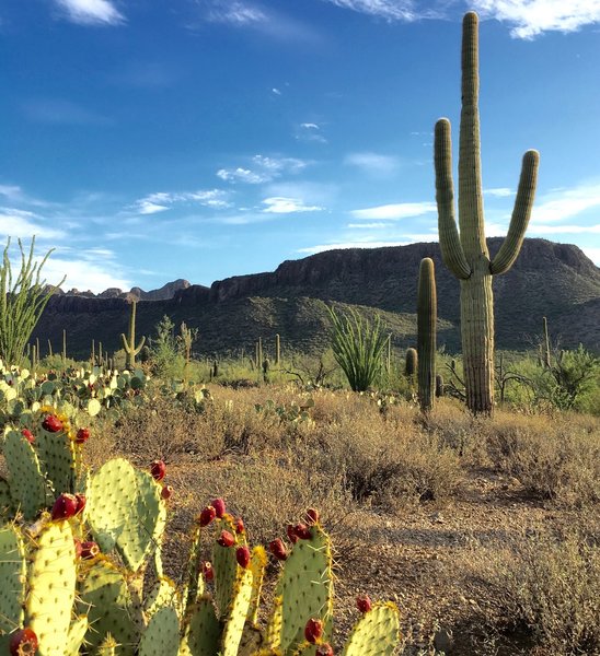 A variety of cacti exist along the Cam-Boh trail.