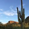 Saguaros in the morning sunlight.