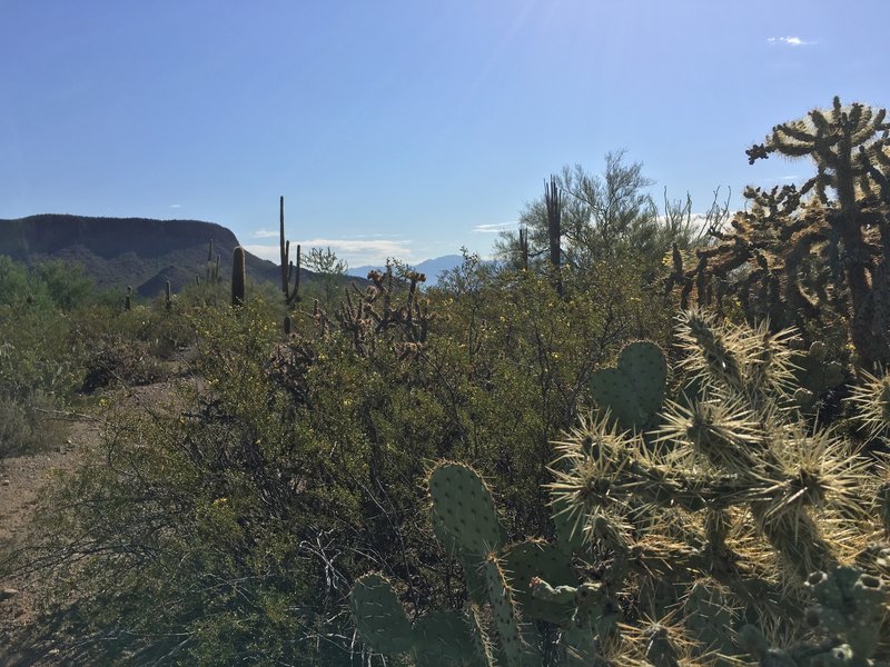 All sorts of cacti along the Cam-Boh trail including Prickly Pear, Cholla, and Saguaros.