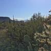 All sorts of cacti along the Cam-Boh trail including Prickly Pear, Cholla, and Saguaros.