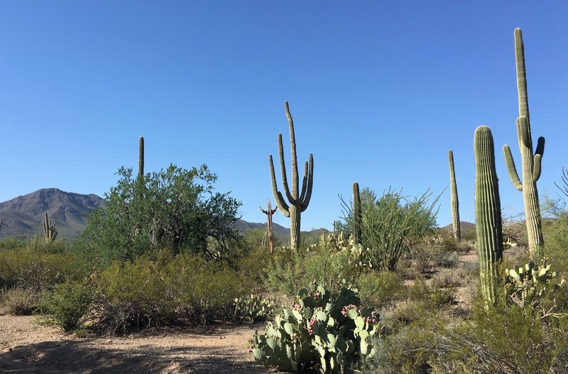 Views of cacti as well as the Tucson Mountains in the background.