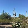 Views of cacti as well as the Tucson Mountains in the background.