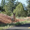 Antilocapra americana Pronghorn. Keep an eye out for these beautiful creatures frequenting Red Canyon.