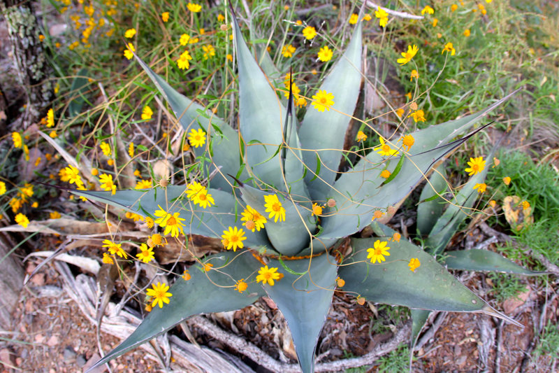 Agave and goldfields on the Northeast Rim Trail.