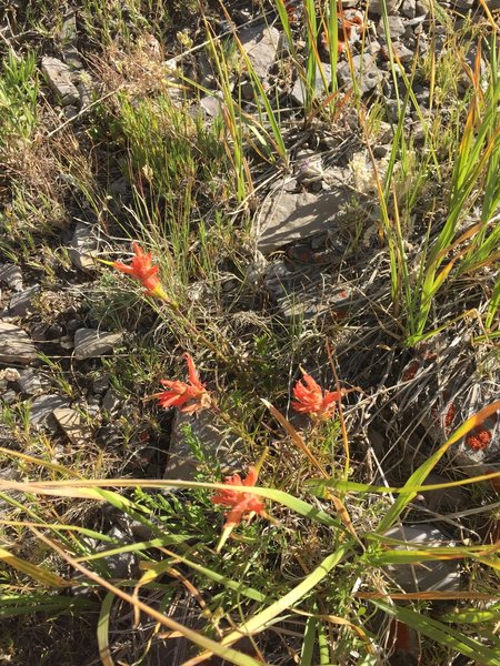 Indian Paintbrush in the meadow.