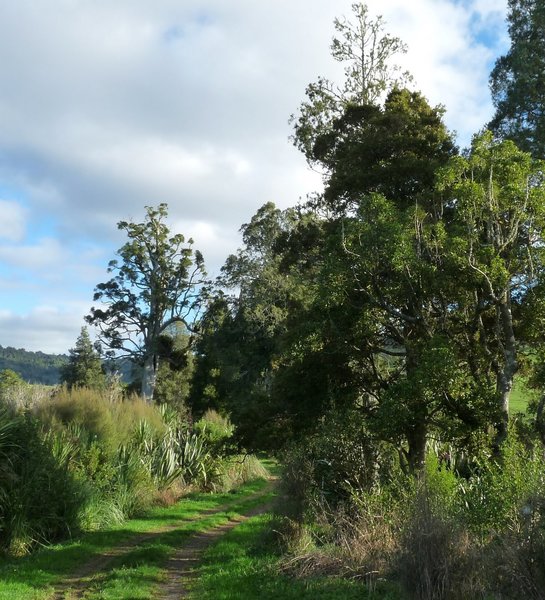 A typical section of trail along the Kaniwhaniwha: Nikau Walk along the Kaniwhaniwha Stream.