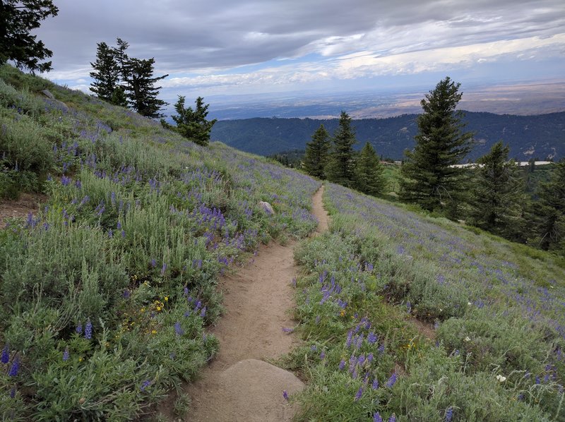 Beautiful flowers on the trail.