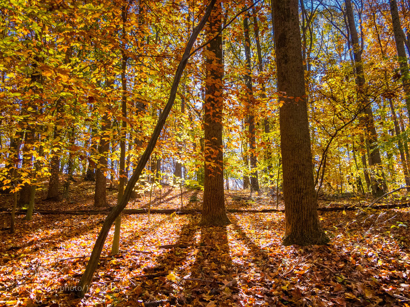 Sunlight and color; this is area is great in Fall.