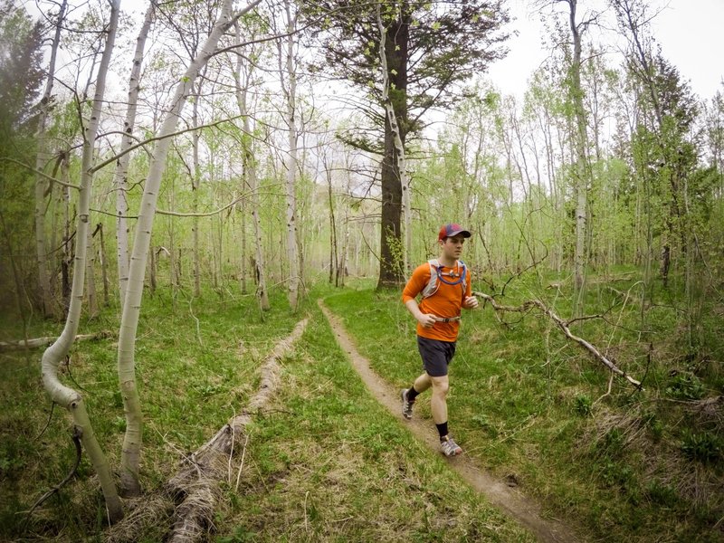 Running through a grove of aspens.