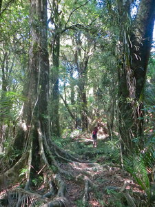 Pukatea tree with buttress roots beside Tahuanui Track. with permission from johnrag