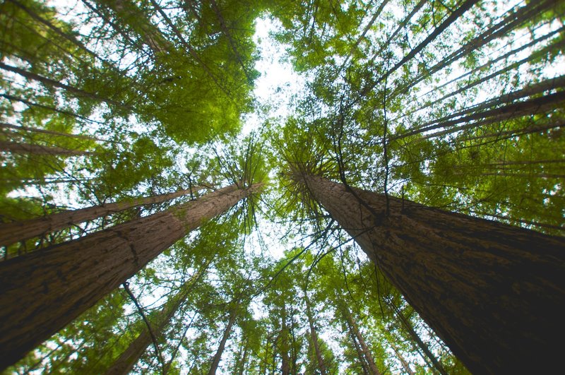 Looking up at the Redwoods.