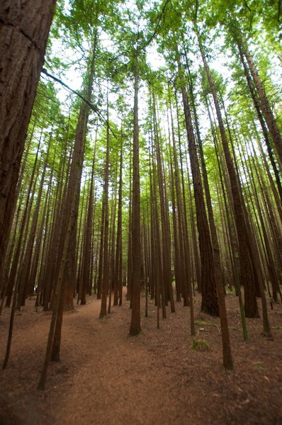 Trail through the trees.