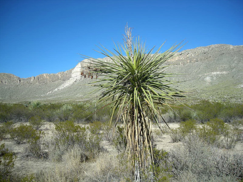 Soaptree yucca along Dog Canyon Trail. with permission from eliot_garvin