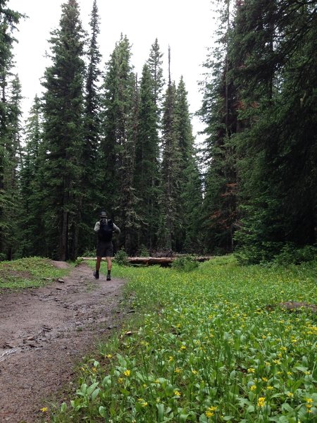 Back in the dense pine forest with a few ephemeral stream crossings.